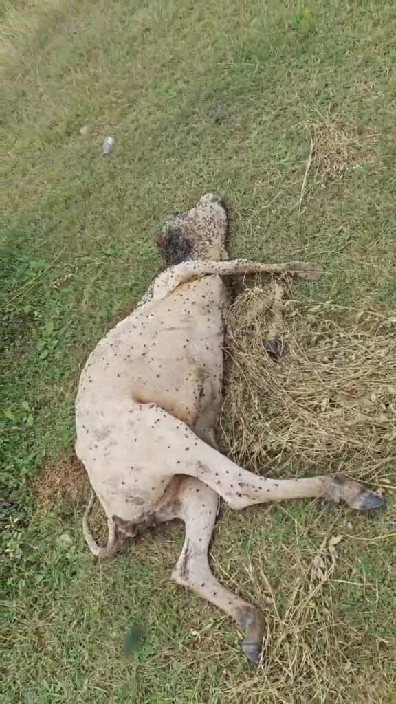 10022224836139607515847971677 Console Corptech