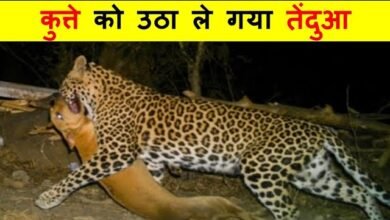 sddefault Console Corptech