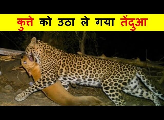 sddefault Console Corptech