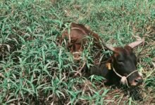 IMG 20260227 WA0262 Console Corptech