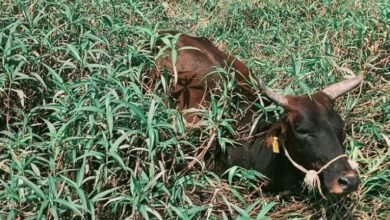 IMG 20260227 WA0262 Console Corptech